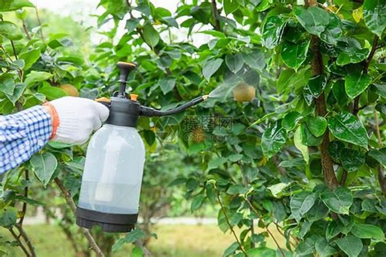 什么时候使用果树叶面肥效果最好 需要注意问题有