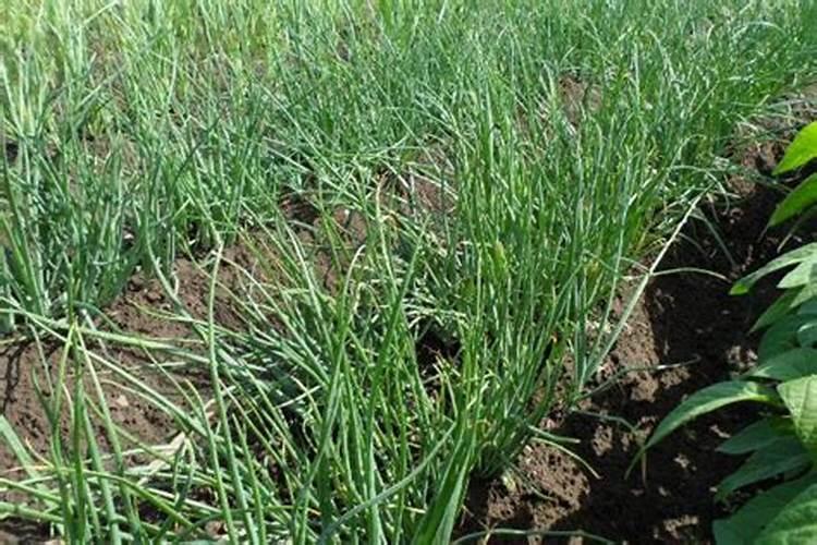 毛葱怎样栽才能长大头