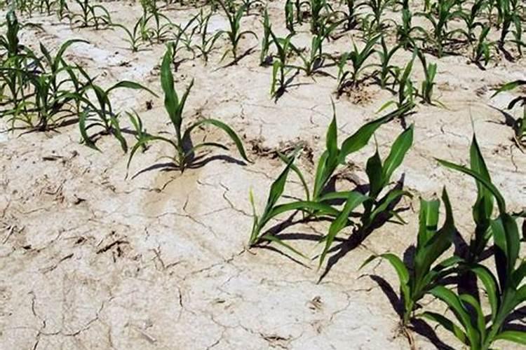 解药害最佳方案是什么？