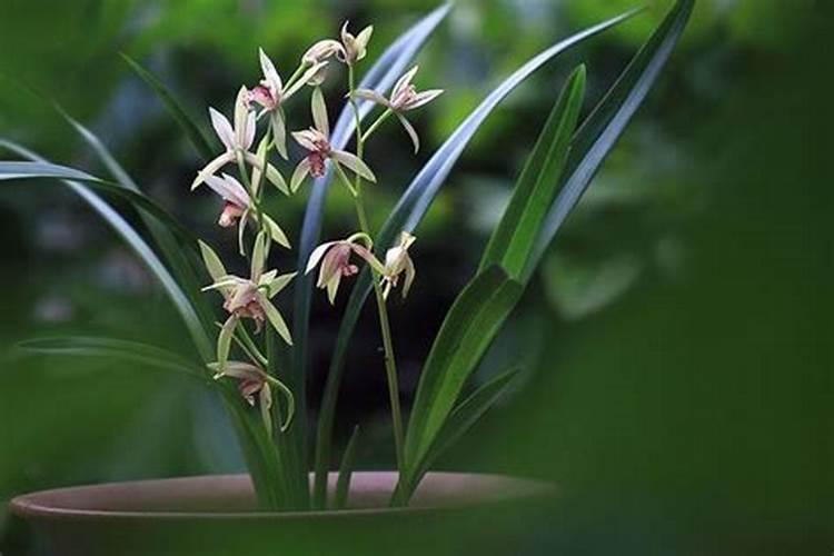 长寿花能用兰花肥吗