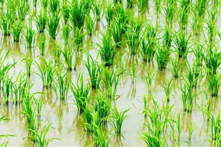 水稻秧苗什么时候施首次肥比较好？