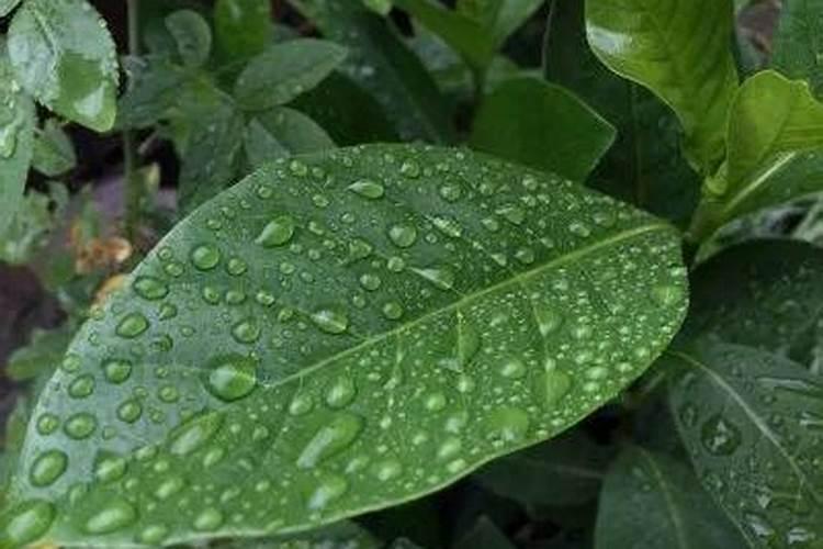 花叶子发黄缺什么肥料(花叶子发黄是缺水还是浇水太多)