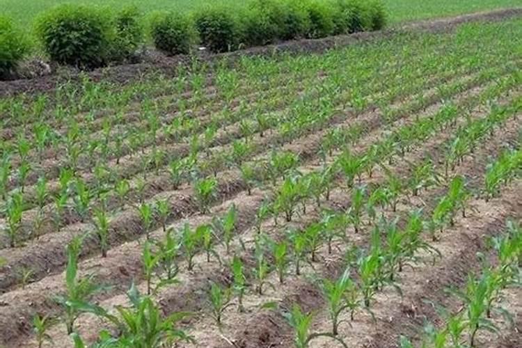 玉米施肥的正确方法