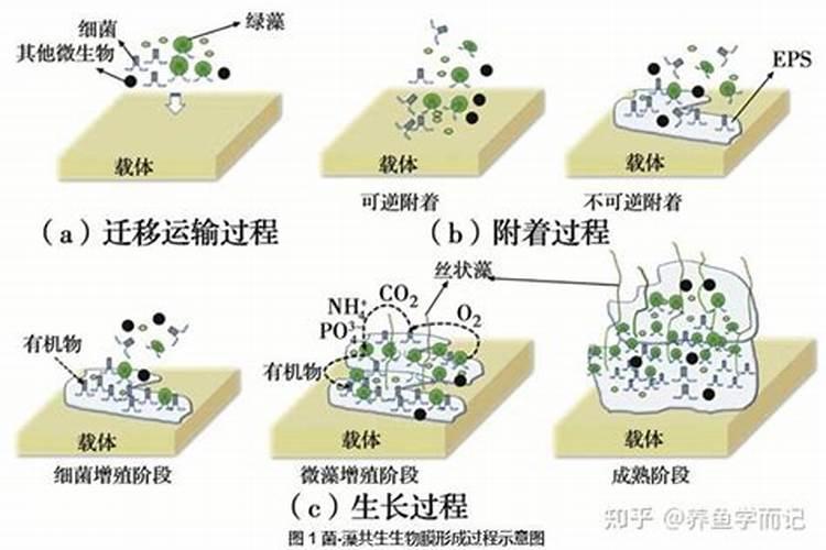 什么是固氮菌？