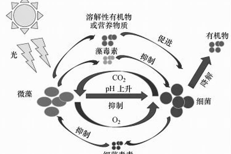 自然界中有哪些共生生物