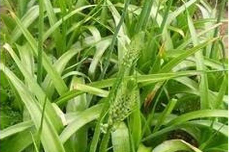 虎眼万年青的花语是什么？