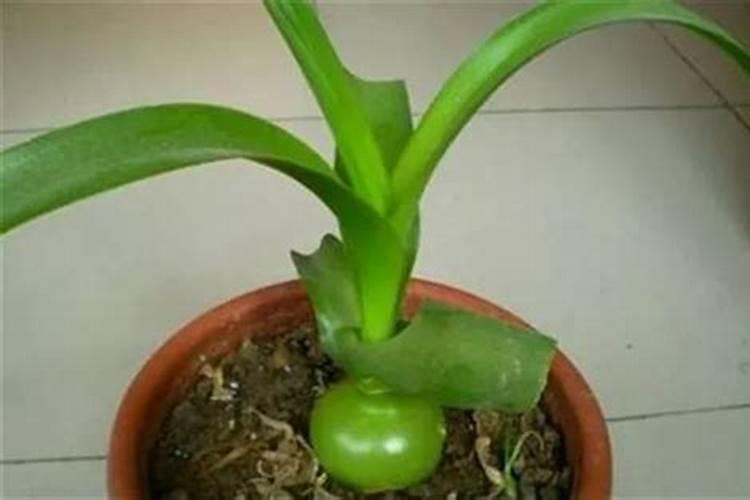 虎眼万年青怎么养？