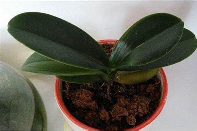 农村蚯蚓粪真的能当花肥使吗？