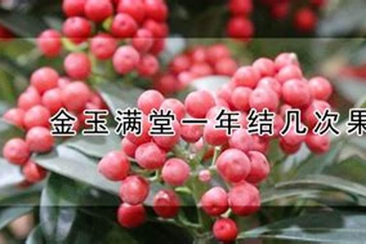 富贵籽的养殖方法和注意事项