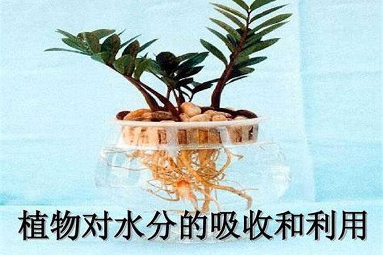 磷酸二氢钾作为花肥该如何使用