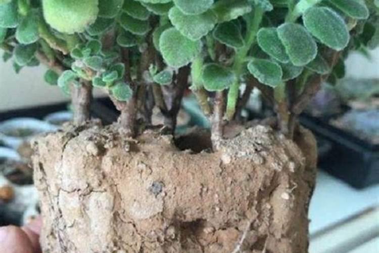 磷肥可以兑水浇花吗 磷肥对花卉的作用是什么