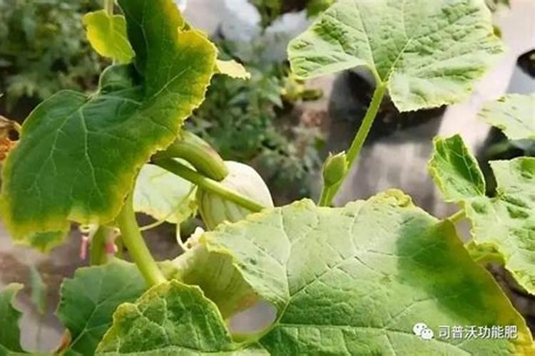 黄瓜缺磷瓜条什么表现？