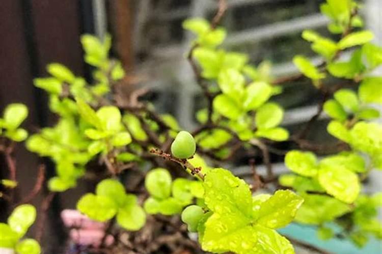 小叶雀梅新疆好养吗？