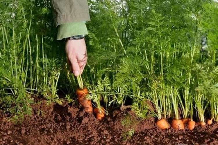 种菜用什么肥料最好
