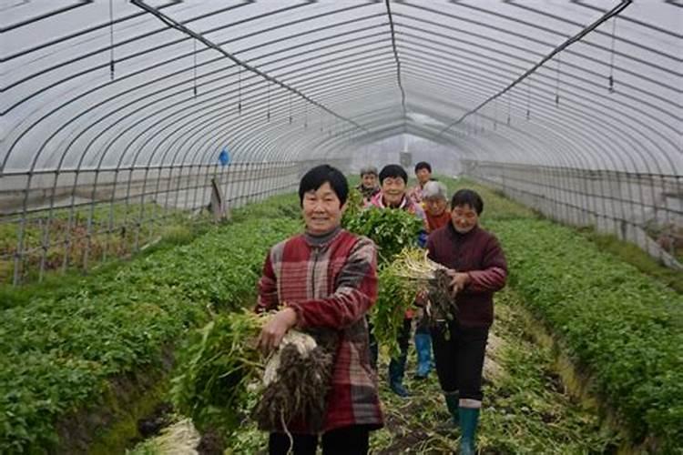 芹菜是什么季节的？