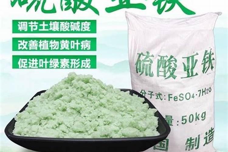 蓝莓用硫酸亚铁的方法怎么施用效果好