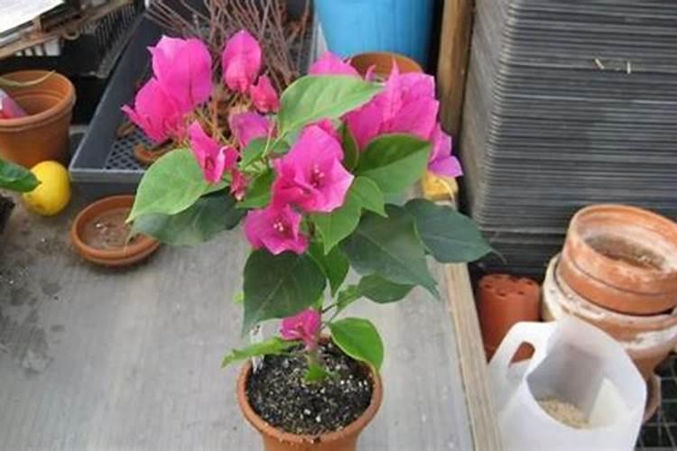 迎春花怎么施肥