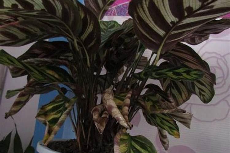 孔雀竹芋多久施肥