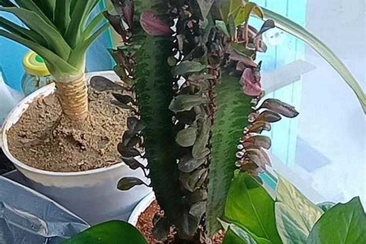龙骨花怎样浇水和施肥