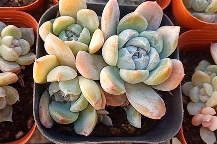 多肉植物能喷磷钾肥吗