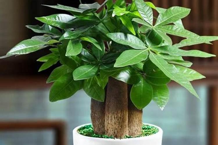 海藻肥可以直接水培蔬菜吗？