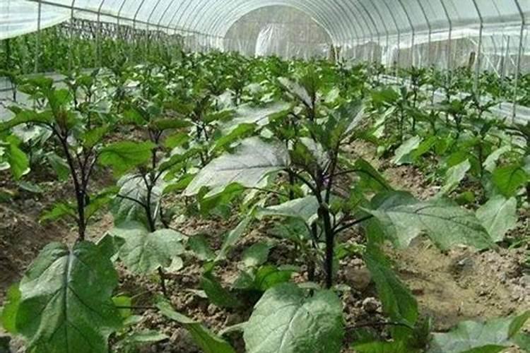 茄子施肥方法和注意事项