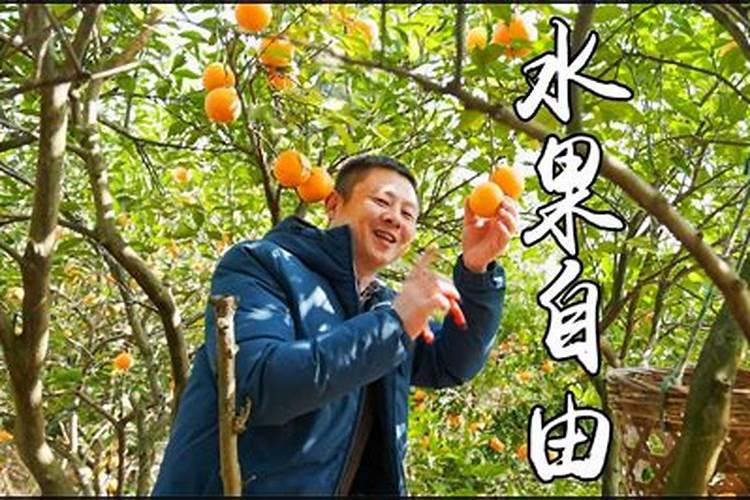 苹果树用什么肥料？把握三个时期,膨大果个效果好