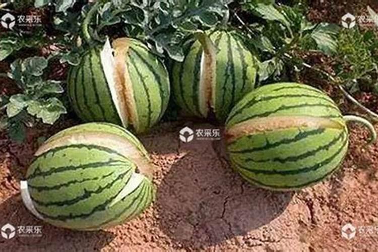 荔枝树用什么肥料最好