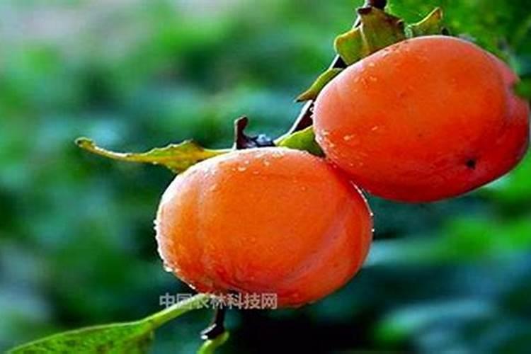 腐殖酸复合肥料的作用是什么