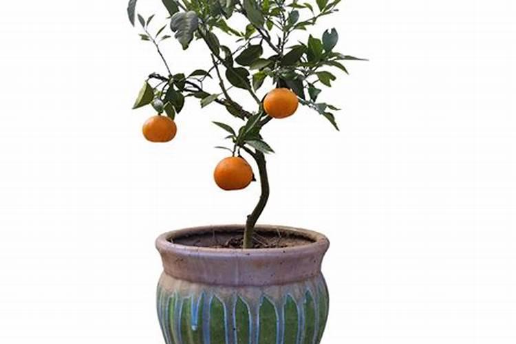 海南可以种果冻橙吗？