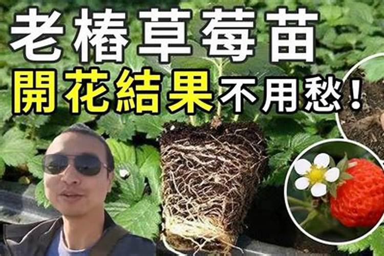 草莓上肥怎么施肥