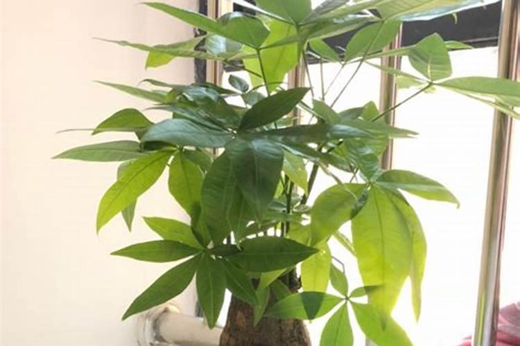 家庭绿植用什么肥最好 叶片发黄是缺什么肥料