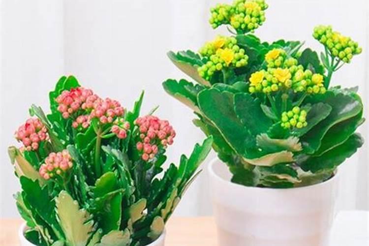 煮熟的豆子能做花肥吗 煮熟的豆子还能做肥料吗