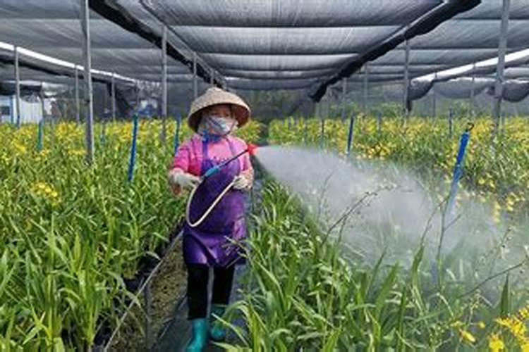 兰草花用什么肥料最好