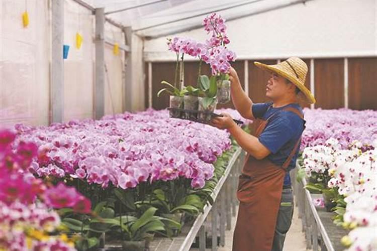 兰花用什么肥料最好