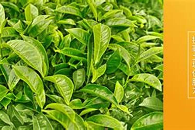 底肥对茶树有什么意义？
