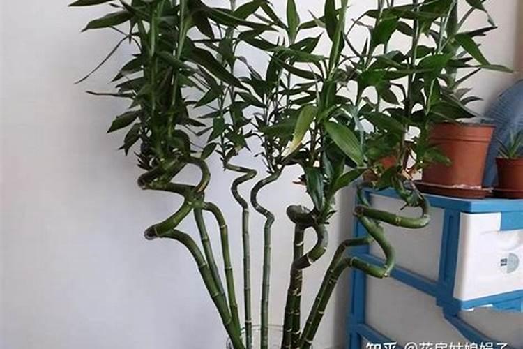 草木灰种菜的正确使用方法 草木灰种菜的使用方法