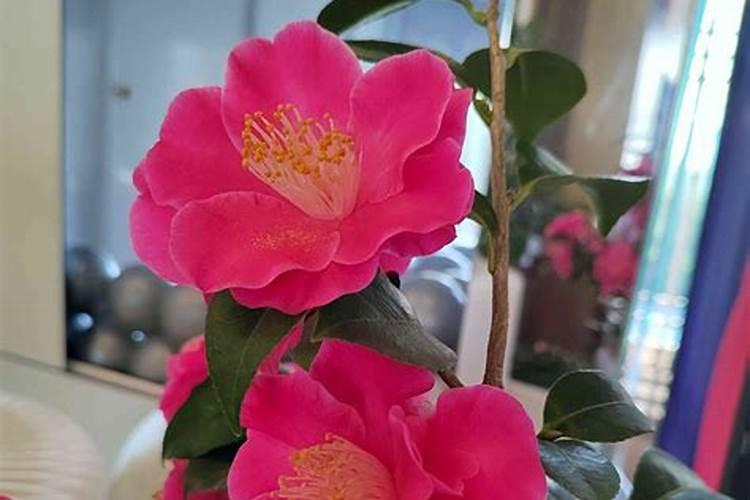 如何给茶花小苗追肥新芽长得更粗壮