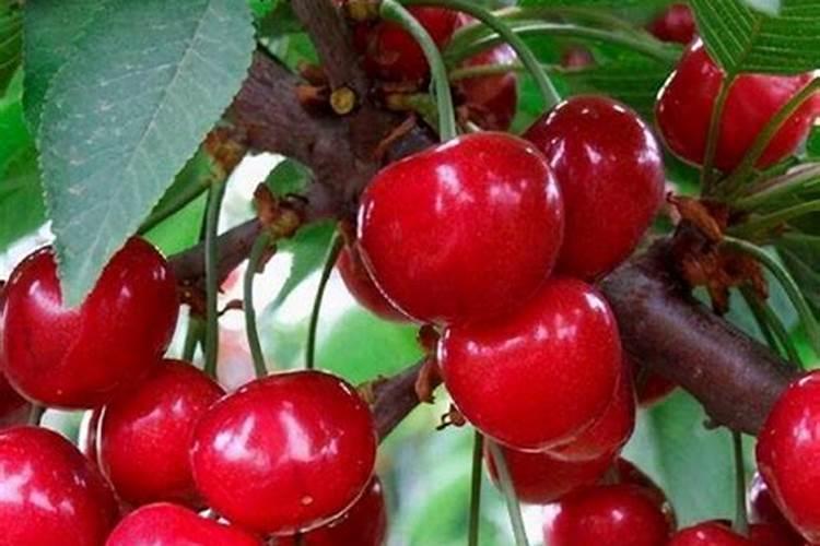 月季花怎么施肥 月季花施什么肥好