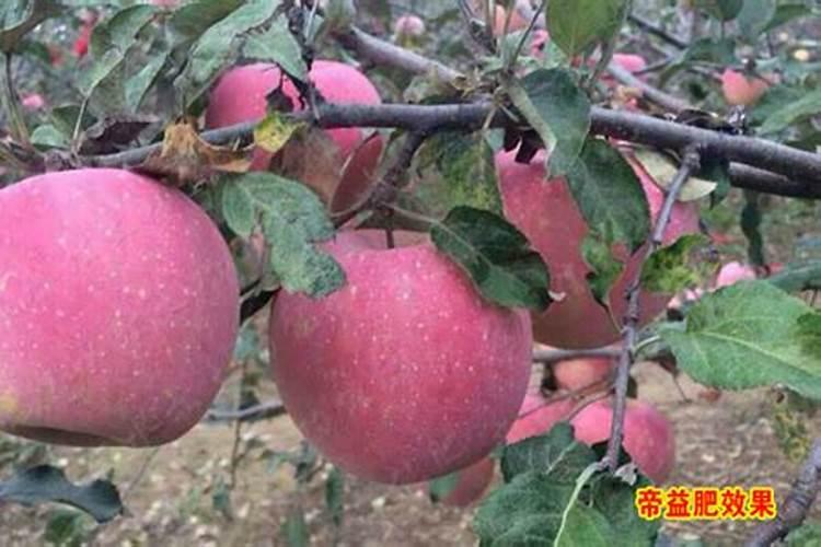 小麦分蘖期测定哪些生长指标？