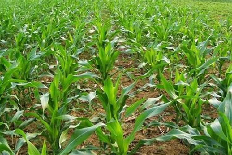 山茶花开花花上有斑点怎么办