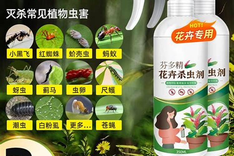 发财树怎么养护用什么肥生根 发财树如何养护用什么肥生根
