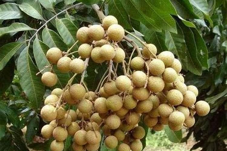 龙眼放什么肥果大得快,种植几年可以挂果