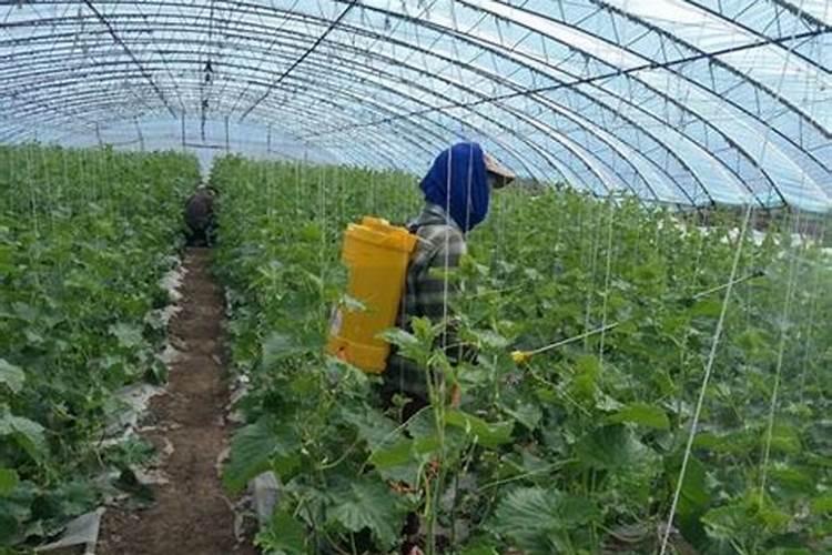 西瓜怎样种植才能高产技术