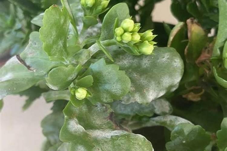 长寿花如何养护提高成活率