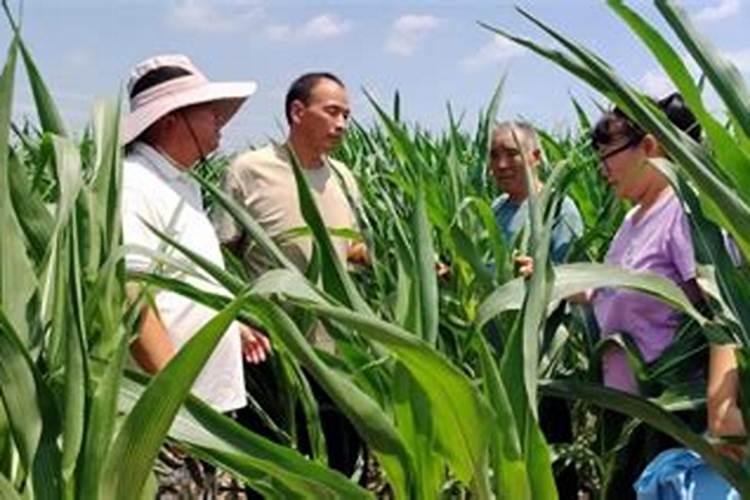 玉米后期追什么肥料好