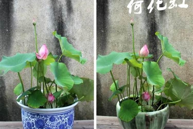 小睡莲碗莲在养殖期间怎么施肥