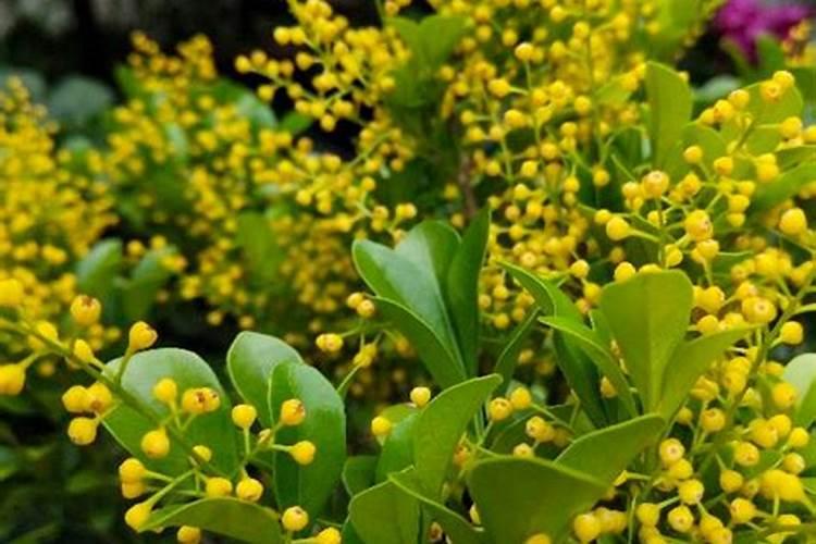 米兰花花期怎么施肥