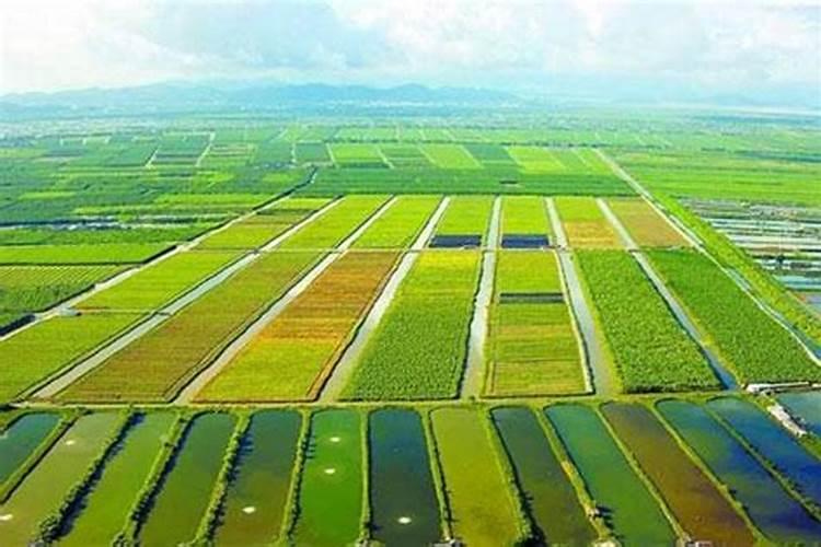 秋天大量使用磷钾肥养君子兰的危害