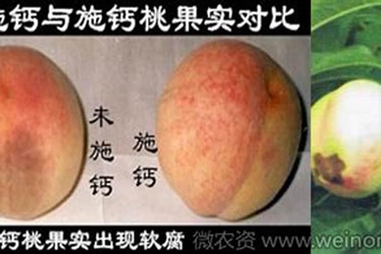梨树什么时候施钙肥好